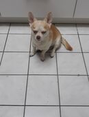 Suche Chihuahua Rüde kurz Haarig in 45879