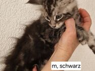 Maine Coon Kitten - Reutlingen