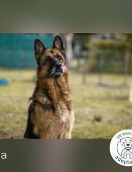 Tina Traumhund sucht Traumzuhause - Kirchzell