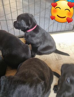 Zauberhafte Labradorwelpen - Burg Stargard