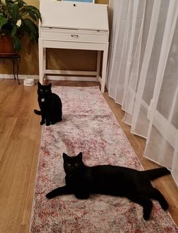 2 liebe schwarze Katzen suchen neues Zuhause - Neunkirchen-Seelscheid