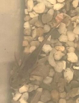 Axolotl - Freiberg (Neckar)