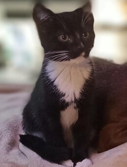 Kleiner Kater sucht neues Zuhause - Geldern