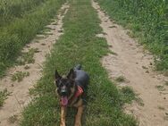 Deutscher schäferhund rüde - Mönchengladbach