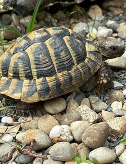 1,0 Griechische Landschildkröten NZ 2016 - Berching