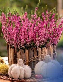 Bien-Zenker - Ihr individuelles Zuhause in Löbau - Löbau