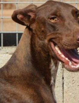 FOSKITO - ein entzückender Rohdiamant! - Sulzbach-Laufen