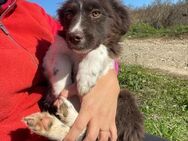 🆘❤️ Herzensbrecher Welpe Ash❤️🆘 - Eislingen (Fils)