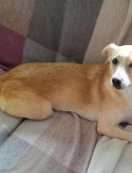 Abigel Mix Hündin 3,5 Jahre alt in 35641 - Reutlingen