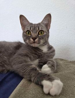 BKH Haus Katze Kitten - Hattingen