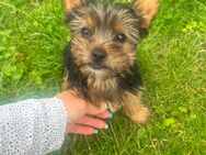 Yorkshire Terrier Welpen - Osterburg (Altmark) Zentrum