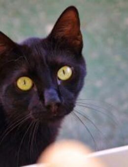 Katze Pantera 4 - Bochum