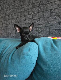 Chihuahua welpen suchen ab sofort ein Zuhausee - Wernigerode