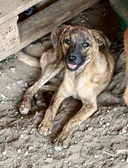 Stellaris möchte adoptiert werden - Bochum