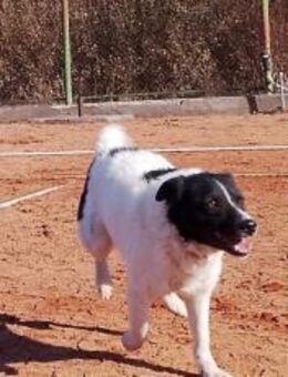 Bringst du das Glück zu Tyson? - München