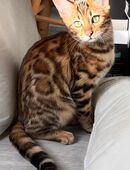 Bengal Mädchen 16 Wochen Kitten geimpft gechippt in 50767