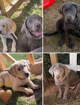 Reinrassige Labrador Welpen mit Ahnentafel silber und weiß, charcoal - Bad Wildungen