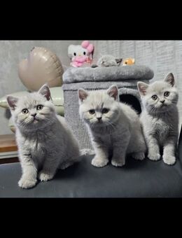 Reinrassige BKH kitten - Lingen (Ems)