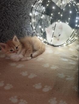 Noch ein BLH/BKH Mädchen - Wolfenbüttel