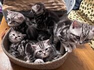 Reinrassige BKH Silver Tabby Kitten 2 Jungs! - Dortmund Scharnhorst