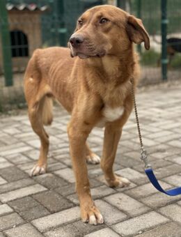 Otto - Freundlicher Rüde sucht Zuhause - Berlin