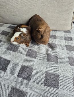 Liebevolle Meerschweinchen abzugeben 🐹 - Dachsberg (Schwarzwald)