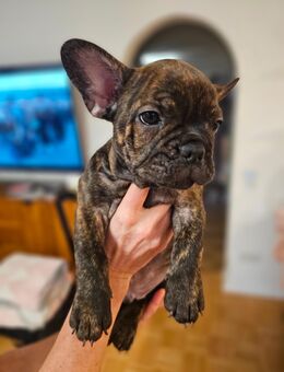 Französische Bulldogge Welpe Rüde - Ihringen