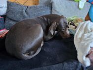 Labrador Bracke Mix - Limbach-Oberfrohna