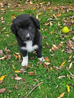 Welpen Mischlinge von Border Collie - Naundorf