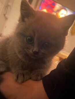 Bkh Kitten Abgabe ab 12.9.25 Blue Tabby grau - Zinnowitz