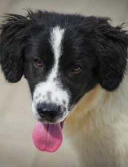 🤎 KNOPPERS 🤎 - SÜßER ALS SCHOKOLADE! - Alfeld (Leine)