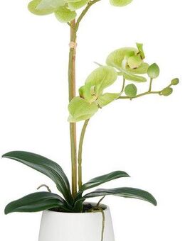 Kunstorchidee Orchidee Phalaenopsis, Creativ green, Höhe 50 cm, mit dauerhafter Blütenpracht