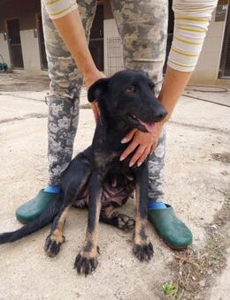 Mikulas, ❤️ Schutzgebühr 500 Euro - Burgsinn