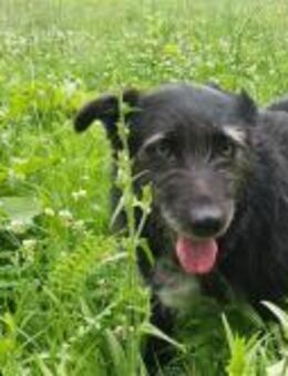 die sanfte CORA sucht ihre Menschen - Berlin