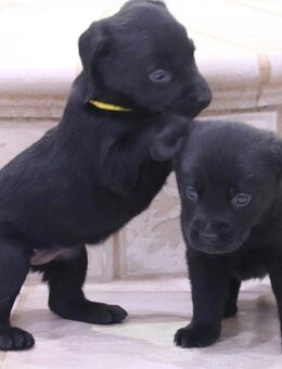 süße kleine Labrador Welpen - Altengottern