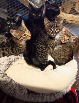 Junge Kätzchen - Mellrichstadt