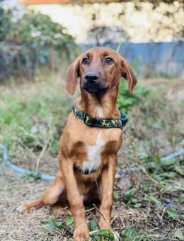 ZANE ❤️ unser kleiner Brauner 😍 - Mylau