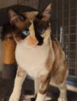 Tiramisu; fröhliche Schönheit - Geilenkirchen