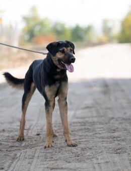 Mito, ein Traumhund - Köln