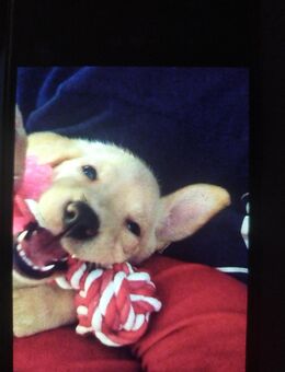 Ich muss dringend mein Hund abgeben - Berlin Reinickendorf