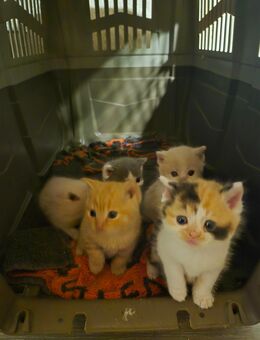 Bkh kitten abzugeben - Ganderkesee