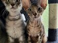 Don Sphinx Kätzchen, sind 3 Monate alt in 32049
