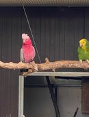 Rosakakadus in 48683