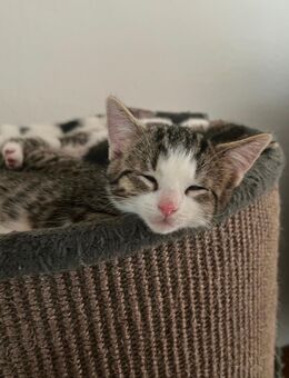 2 von 6 niedlichen Kalenderkatzen suchen ein liebevolles Zuhause - Essen