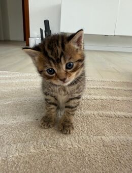 Bkh Babykitten - Remseck (Neckar)