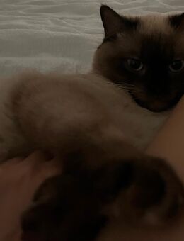 Kater abzugeben - Bochum