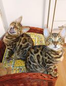 Bengal Kitten, Kater. in 76669