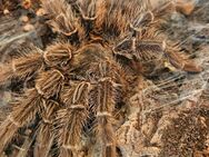 Lasiodora Klugi weibchen+Terrarium 60x40 - Hamm