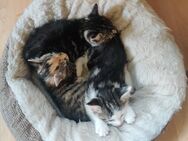 3 Katzenkinder suchen ein neues Zuhause