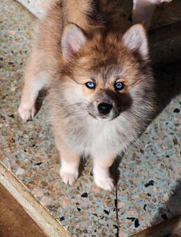 Pomsky Husky pomaranian boo zwergspitz - Lingen (Ems)
